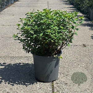 Spiraea betulifolia 'Tor' 30-40 cm 6,5L