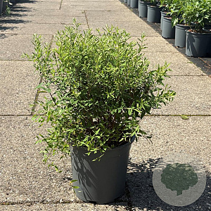 Spiraea cinerea 'Grefsheim' 50-60 cm 6,5L