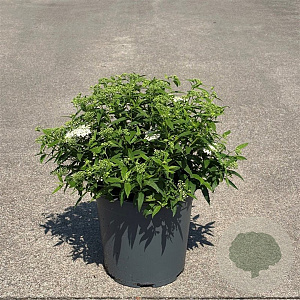 Spiraea jap. 'Albiflora' 30-40 cm 6,5L