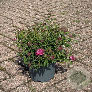 Spiraea jap. 'Anthony Waterer' 20-30 cm 3,5L