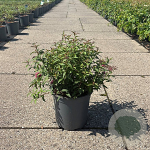 Spiraea jap. 'Anthony Waterer' 30-40 cm 6,5L