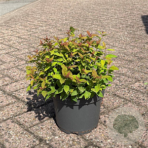 Spiraea jap. 'Goldflame' 20-30 cm 3,5L
