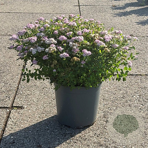 Spiraea jap. 'Little Princess' 30-40 cm 6,5L