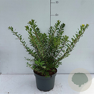 Spiraea nipp. 'Snowmound' 30-40 cm 3,5L