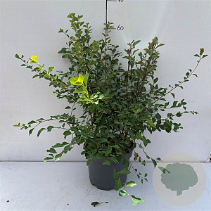 Spiraea vanhouttei 40-50 cm 3,5L