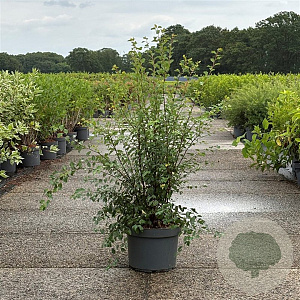 Spiraea vanhouttei 80-100 cm 10L