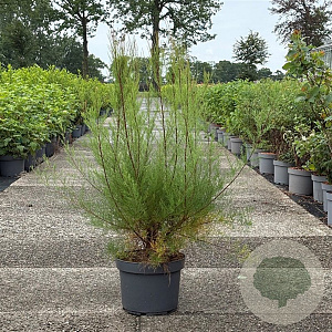 Tamarix tetrandra 80-100 cm 10L