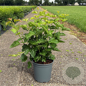 Viburnum opulus 50-60 cm 6,5L