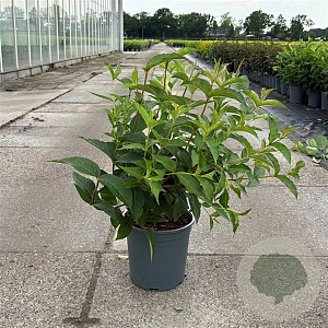 Weigela 'Bristol Ruby' 50-60 cm 6,5L