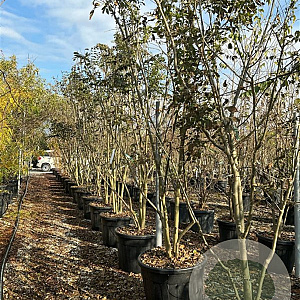 Fraxinus excelsior 300-350 cm cont. 95L