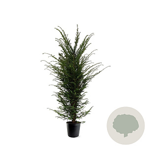Taxus baccata 125-150 cm 15L