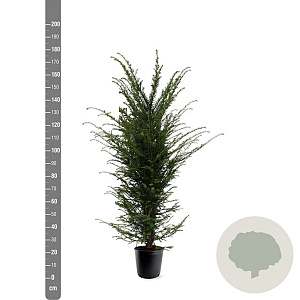 Taxus baccata 125-150 cm 15L