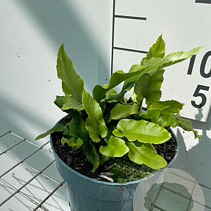 Asplenium scolopendrium GM 2,0L