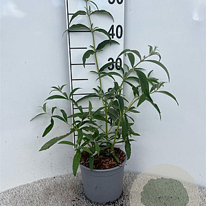 Buddleja d. 'White Profusion' 30-40 cm 2,0L