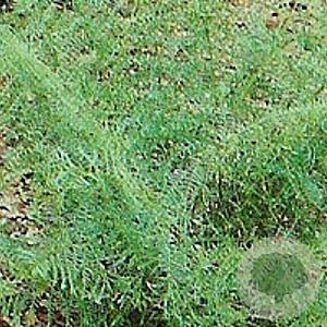 Dryopteris f.-m. 'Lin. Polydactyla' GM P9
