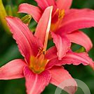 Hemerocallis 'Pink Damask' GM  P11