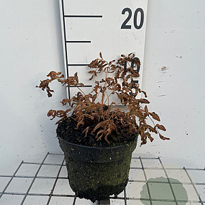 Osmunda regalis GM 2,0L