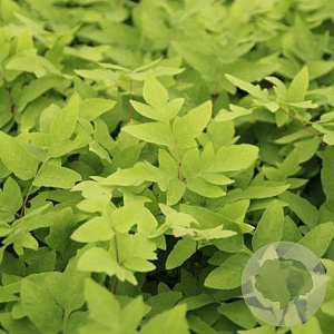 Osmunda regalis 'Purpurascens' GM P9