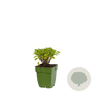 Salvia officinalis GM  P11