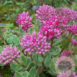Sedum ewersii GM P9