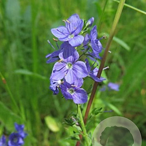 Veronica austriaca teucrium GM  P11