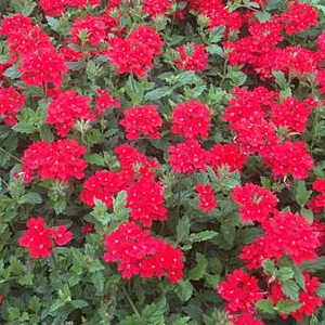 Verbena peruviana GM P9