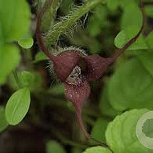 Asarum caudatum GM P9