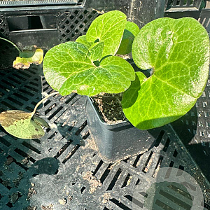 Asarum europaeum GM P9
