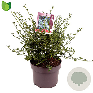 Ceanothus impressus 'Victoria' 30-40 cm 5,0L