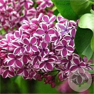 Syringa vulgaris 'Sensation' GM C5