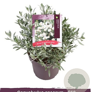 Convolvulus cneorum GM C5