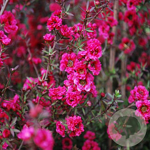 Leptospermum scoparium 'Red Damask' GM C5