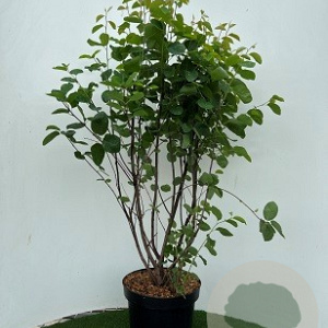 Amelanchier spicata 80-100 cm 7,5L
