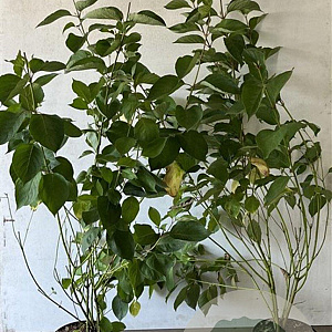 Cornus alba 'Sibirica' 80-100 cm 7,5L