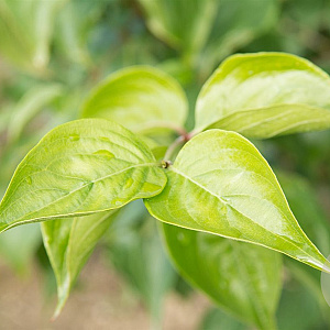 Cornus mas 60-80 cm 7,5L