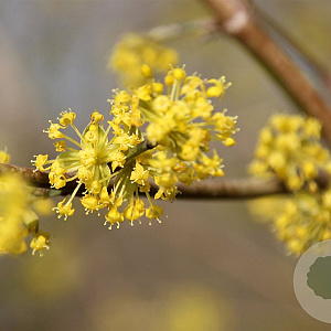 Cornus mas 60-80 cm 7,5L