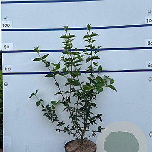 Cornus mas 80-100 cm 7,5L