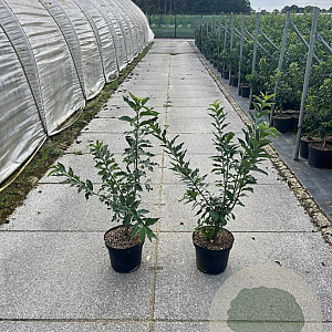 Euonymus europaeus 60-80 cm 7,5L