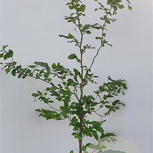 Fagus sylvatica 125-150 cm 12L