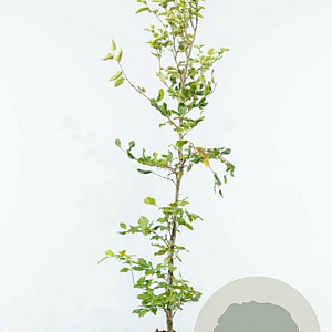 Fagus sylvatica 150-175 cm 7,5L