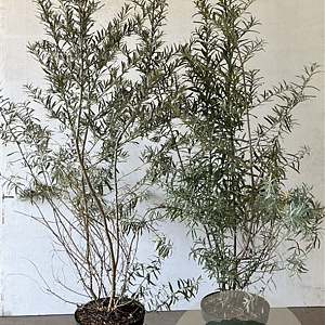 Hippophae rhamnoides 100-125 cm 7,5L