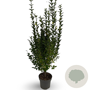 Ligustrum ovalifolium 100-125 cm 12L