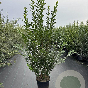 Ligustrum ovalifolium 100-125 cm 12L