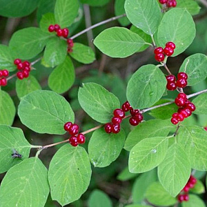 Lonicera xylosteum 40-60 cm 7,5L autochtoon