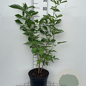 Sambucus nigra 80-100 cm 7,5L
