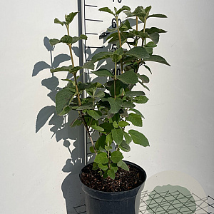 Viburnum lantana 60-80 cm 7,5L