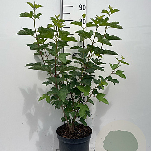 Viburnum opulus 80-100 cm 7,5L