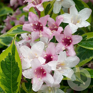 Weigela florida 'Variegata' 15-20 cm 2,0L