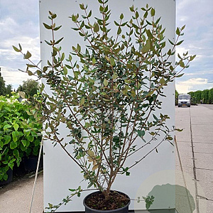 Viburnum burkwoodii 125-150 cm 20L