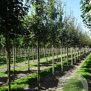 Acer campestre 10-12 HO draadkluit